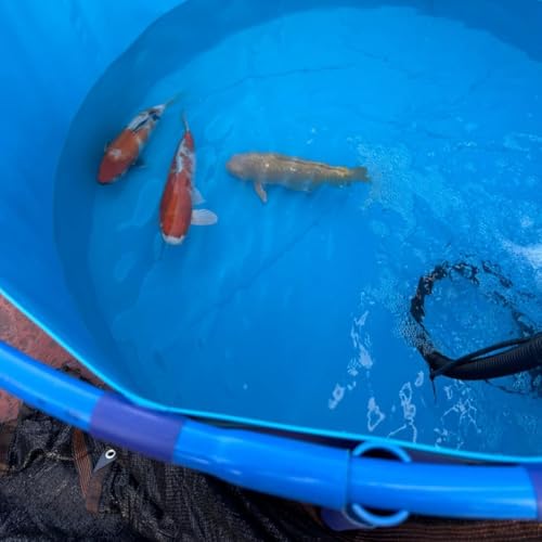 Faltbarer, runder PVC-Pool (628 l) mit Stützgewebe für Fische und Kois, blau, 1 x 0,8 m, ideal für Gärten und Hinterhöfe